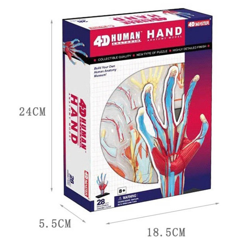 Human Body Puzzle - 4d Master Tangan Manusia Tulang Otot
