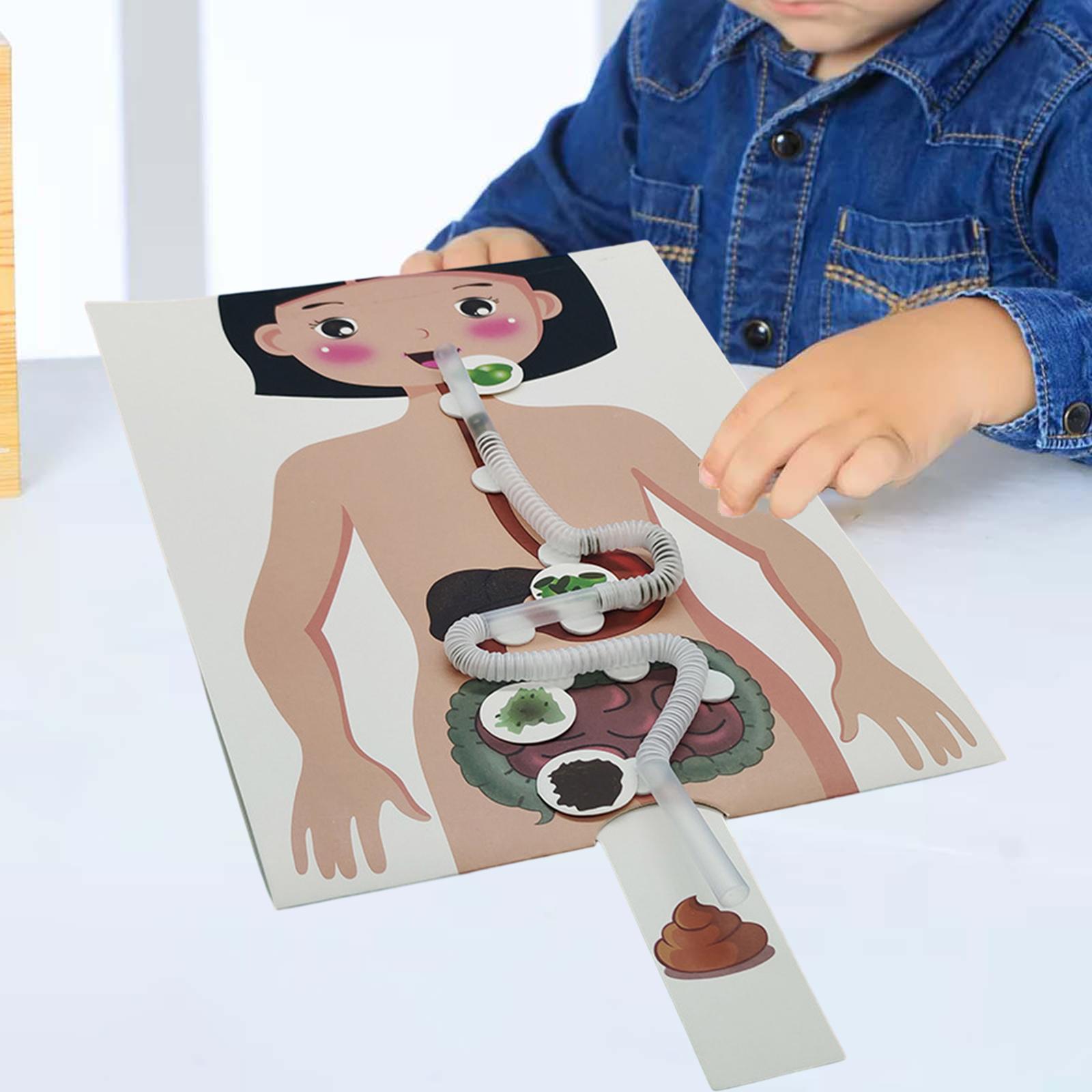 Human Body Puzzle - Model Sistem Pencernaan Manusia, Alat Bantu