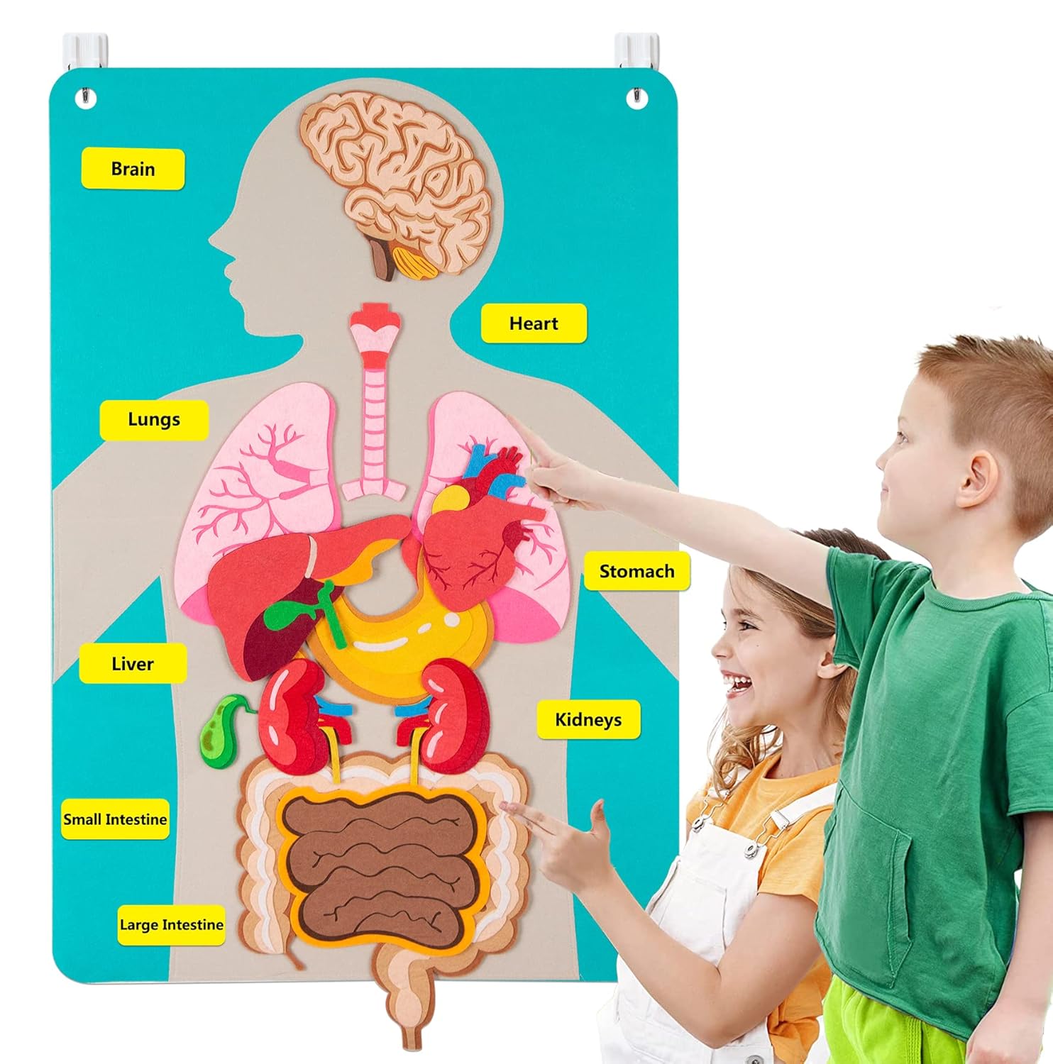 Papan Gambar Bagian Tubuh Manu - Human Body Puzzle ulasan dan harga