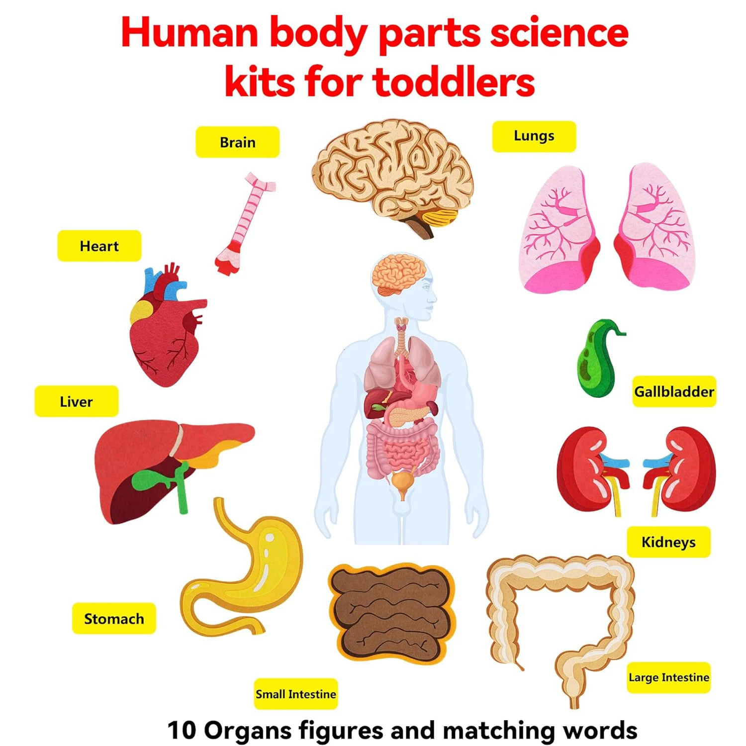 Papan Gambar Bagian Tubuh Manu - Human Body Puzzle ulasan dan harga