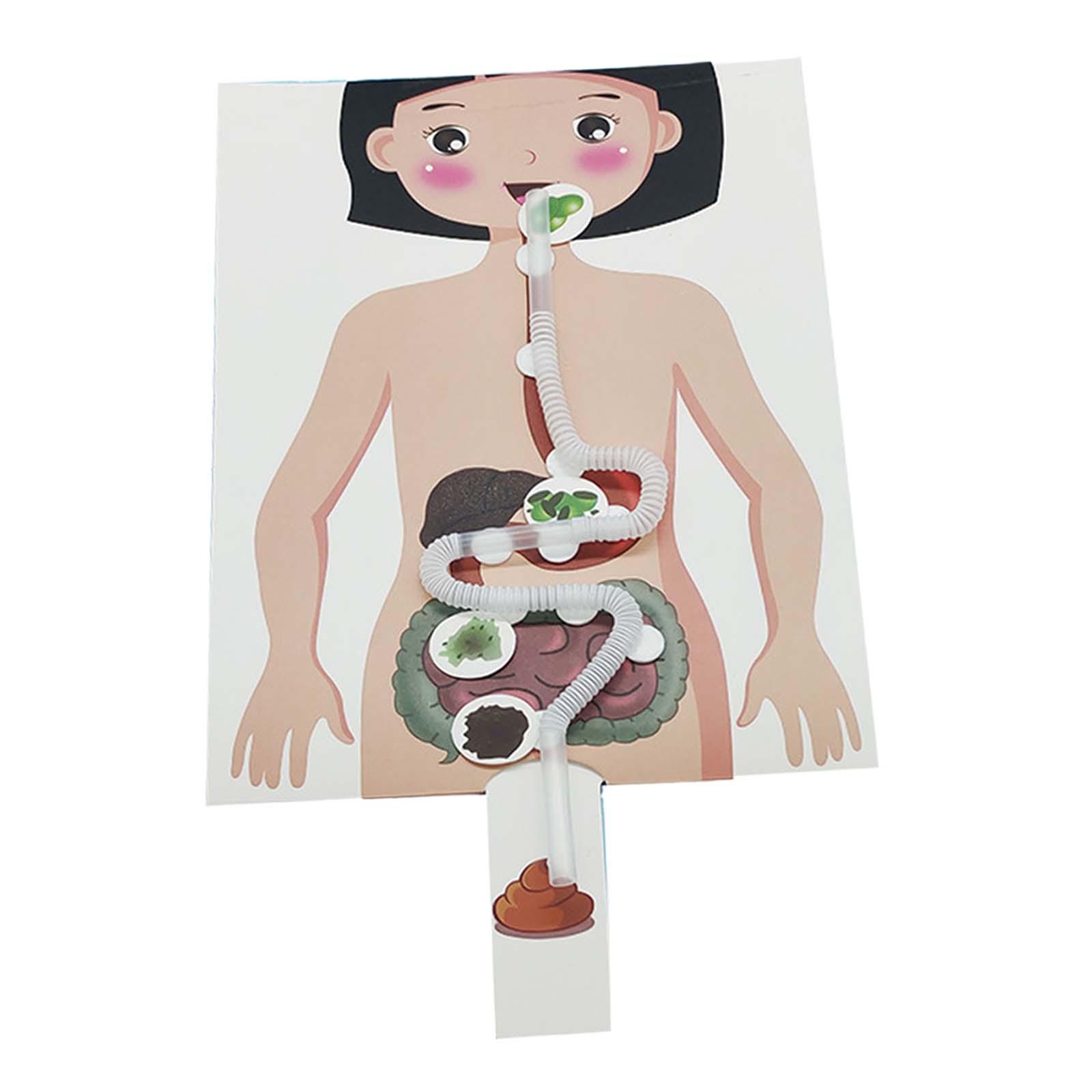 Model Sistem Pencernaan Manusi - Human Body Puzzle ulasan dan harga