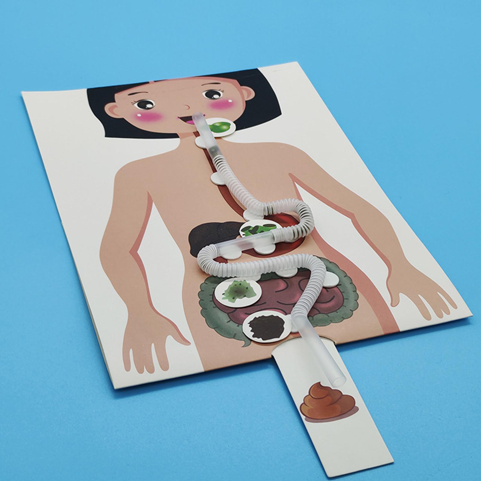 Model Sistem Pencernaan Manusi - Human Body Puzzle ulasan dan harga