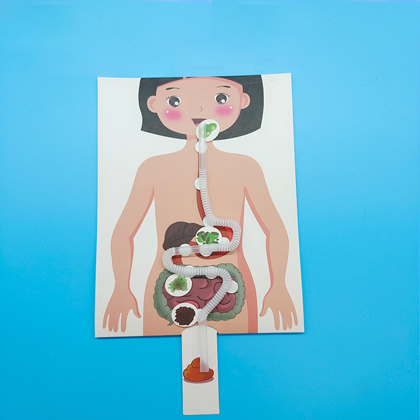 Model Sistem Pencernaan Manusi - Human Body Puzzle ulasan dan harga