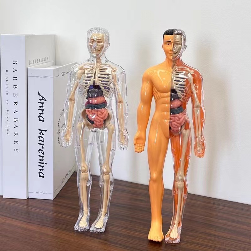 Model Torso tubuh manusia 3D u - Human Body Puzzle ulasan dan harga