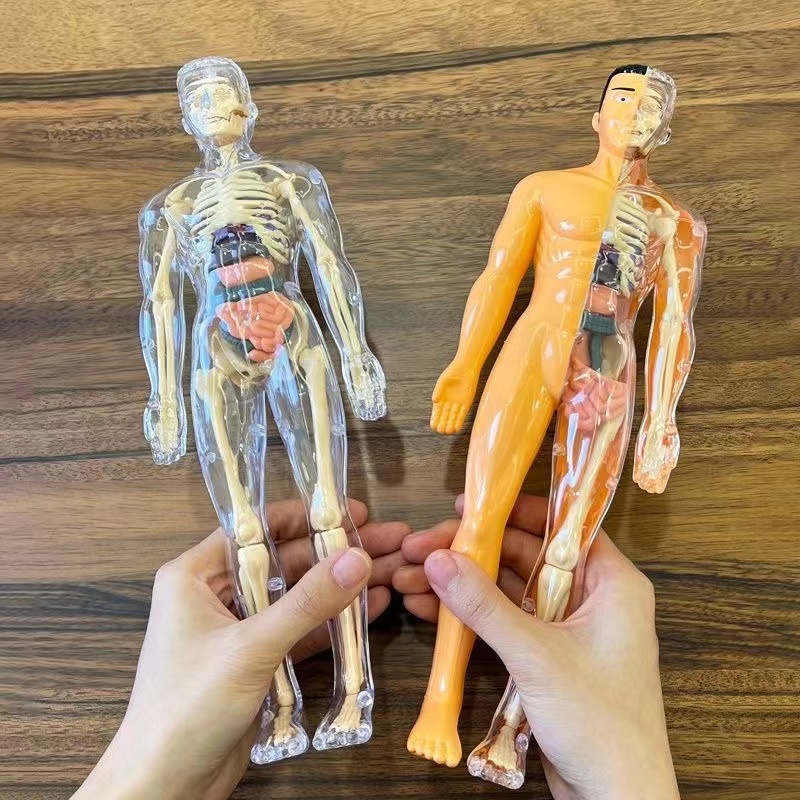 Model Torso tubuh manusia 3D u - Human Body Puzzle ulasan dan harga
